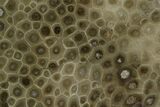 Polished Petoskey Stone (Fossil Coral) - Michigan #131092-1